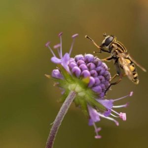 Insectes-comment-entretenir-son-jardin